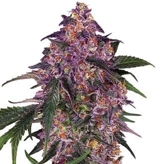 Sensi Purple Kush (Sensi Seeds) feminisiert