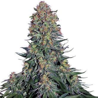 Blue Skunk (Sensi Seeds) feminized