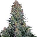 Blue Skunk (Sensi Seeds) feminisiert