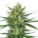 Tangerine Sugar (Sensi Seeds) feminisiert