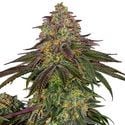 Sweet Cherry Kush (Sensi Seeds) feminisiert