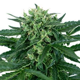 Sensi Amnesia Auto (Sensi Seeds) feminisiert