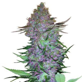 Purple Skunk Automatic (Sensi Seeds) feminized