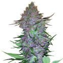 Purple Skunk Automatic (Sensi Seeds) feminized