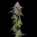 Double Stack (Compound Genetics) feminized