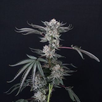 Luxar-Dos (Compound Genetics) feminized