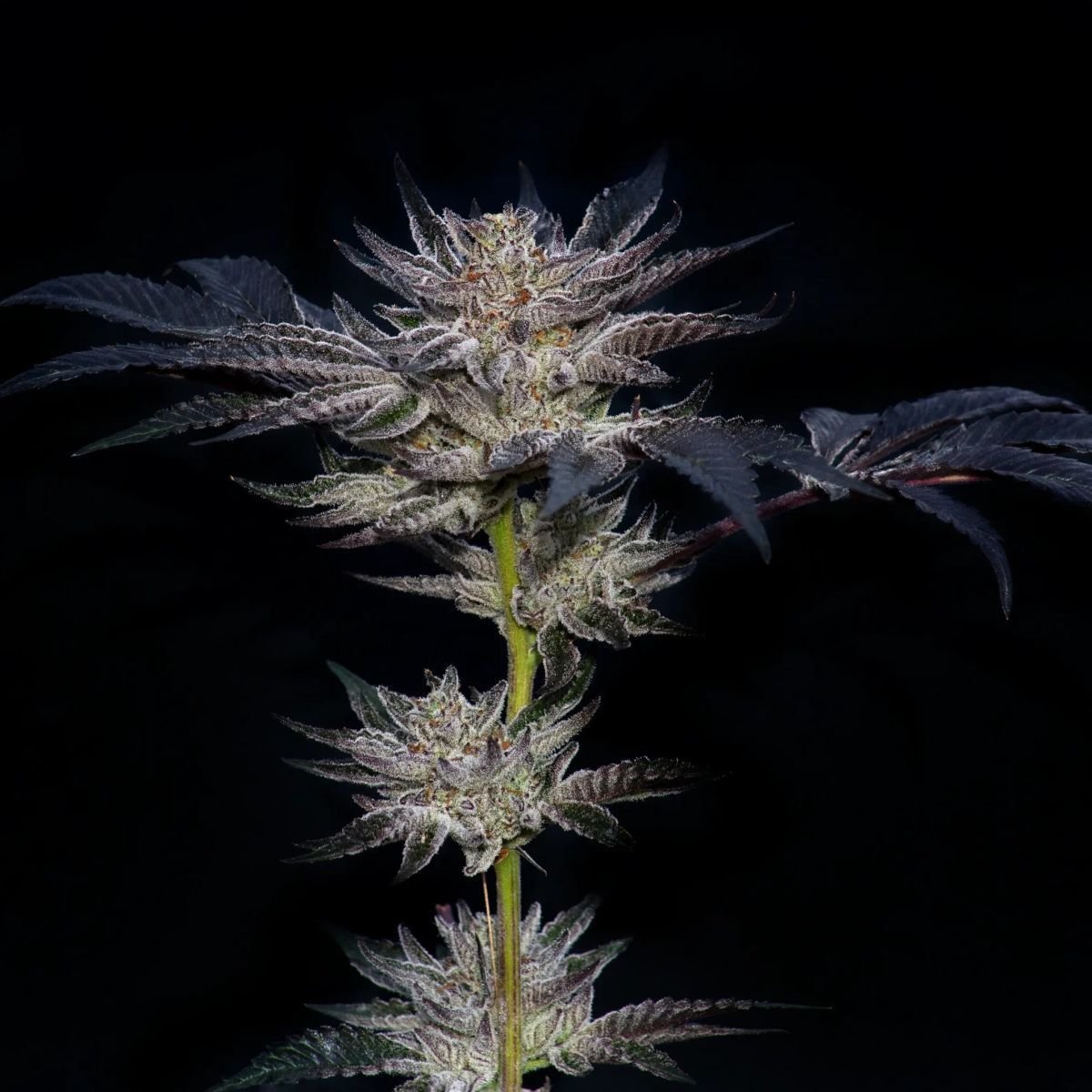 Fanta Sea Rbx Feminisiert (Ethos Genetics)