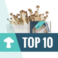 Top 10 Zauberpilze