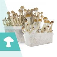 Shroom Shop