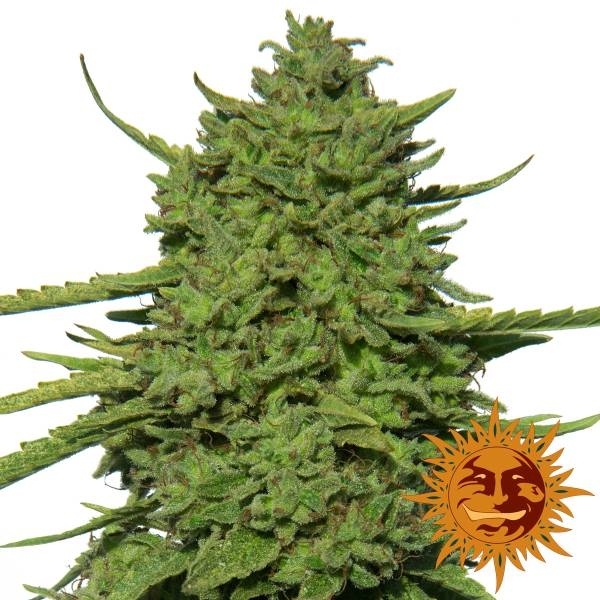 Barney's Farm Amnesia Lemon Amnesia Lemon