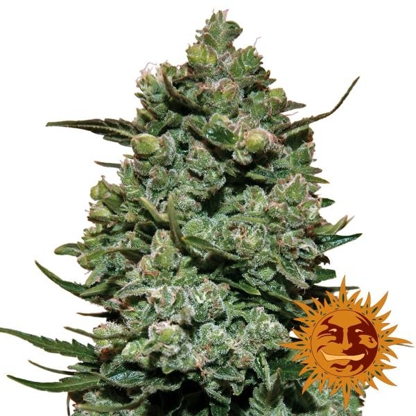 Barney's Farm Cookies Kush Cookies Kush