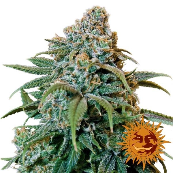Barney's Farm Liberty Haze Liberty Haze