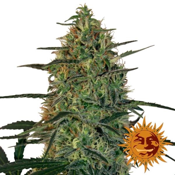 Barney's Farm Malana Bomb Auto Malana Bomb Auto