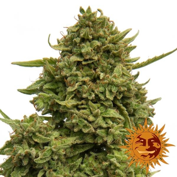 Barney's Farm Pineapple Chunk Pineapple Chunk