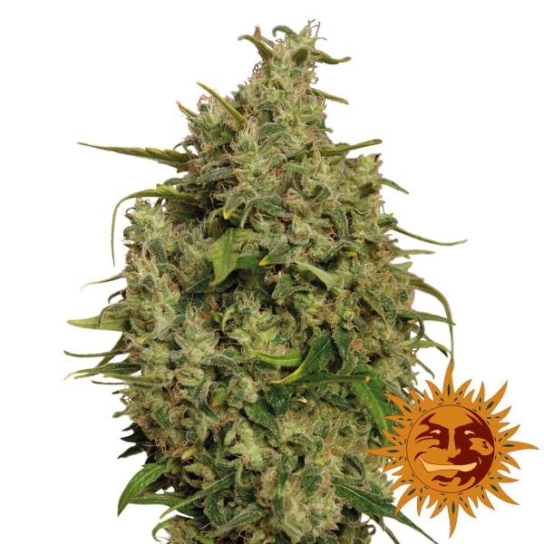 Barney's Farm Sweet Tooth Sweet Tooth