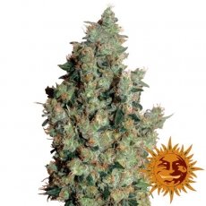 Barney's Farm Tangerine Dream Tangerine Dream