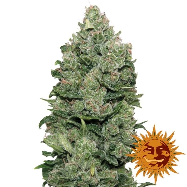 Barney's Farm Top Dawg Top Dawg