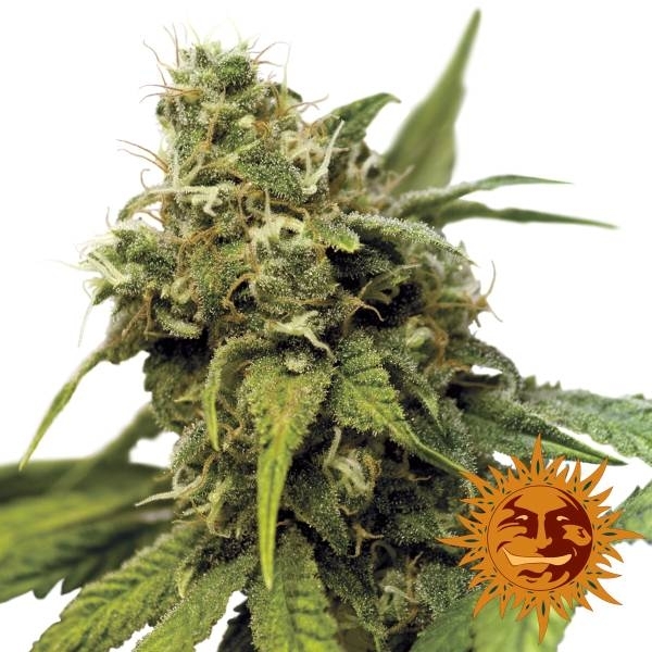 Barney's Farm Utopia Haze Utopia Haze