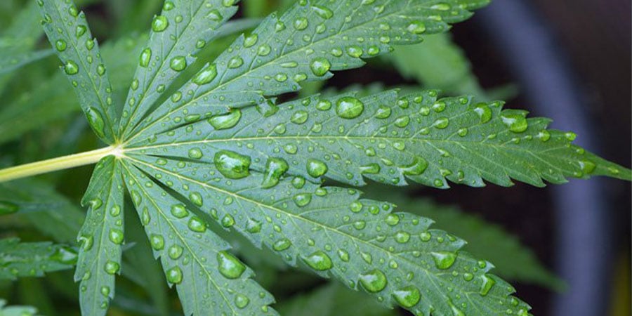 Die Richtige Bewässerung Deiner Cannabispflanzen