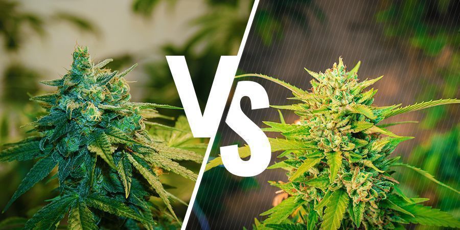 Was Ist Der Unterschied Zwischen Indoor Und Outdoor Angebautem Weed?