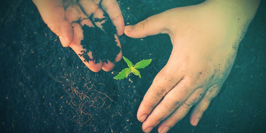 Cannabis Im Freien Anbauen: Die Beste Bodenmischung