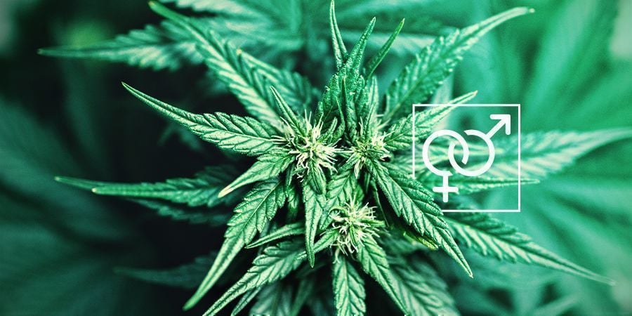 Pflanzengeschlecht Cannabis