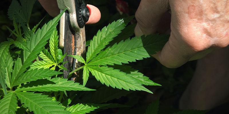 Wie Du eine Nährstoffsperre bei Marihuana vermeidest