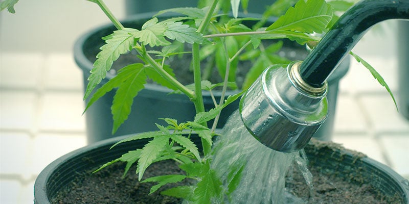 Wie Du eine Nährstoffsperre bei Cannabis beheben kannst