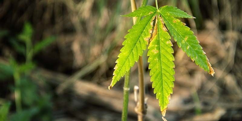 Anzeichen einer Nährstoffsperre bei Cannabis