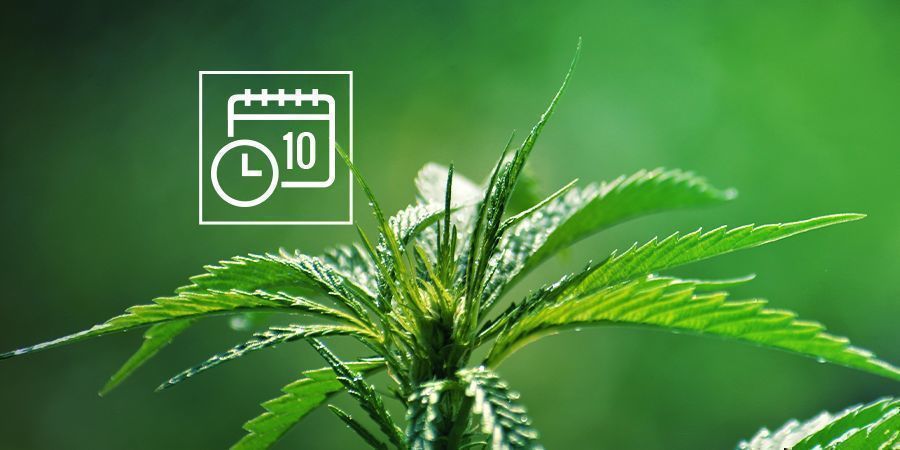 DIE FUNKTION VON CANNABIS RUDERALIS