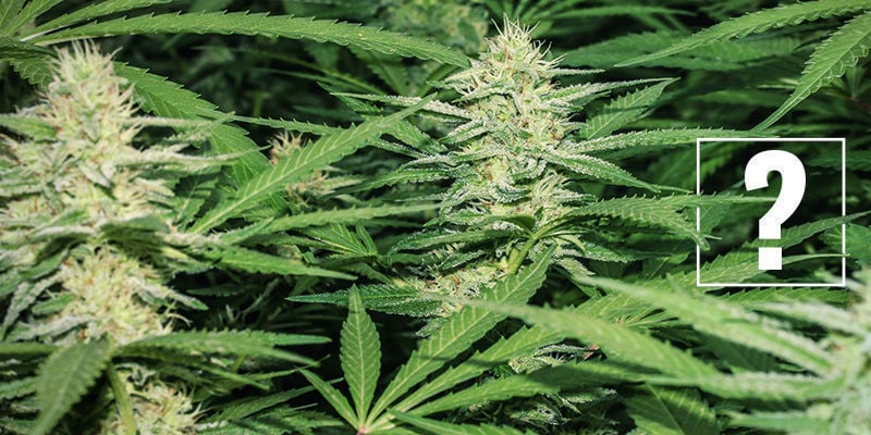 Was sind milde (Medium-THC) Cannabissorten?