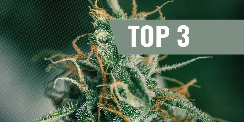 Die Top 3 der Skunk-Sorten