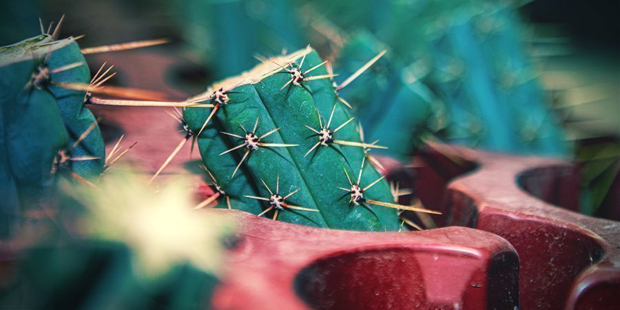 Wie Man Bolivian Torch (Echinopsis Lageniformis) Bestellt