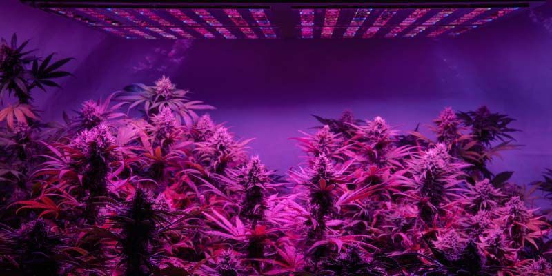 Hold op Kan vedholdende Einsatz Von LED-Grow-Lampen Zur Maximierung Des Cannabisertrags - Zamnesia  Blog