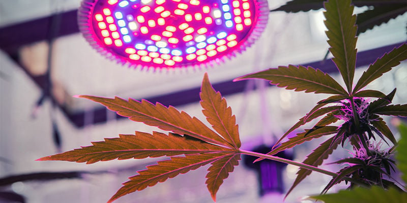 Welche LED-Grow-Lampe sollte man kaufen?