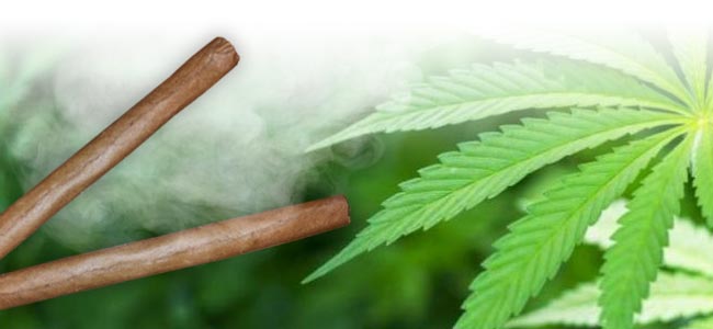 Cannabis Rauchen Blunt Cannabis Rauchen Blunt