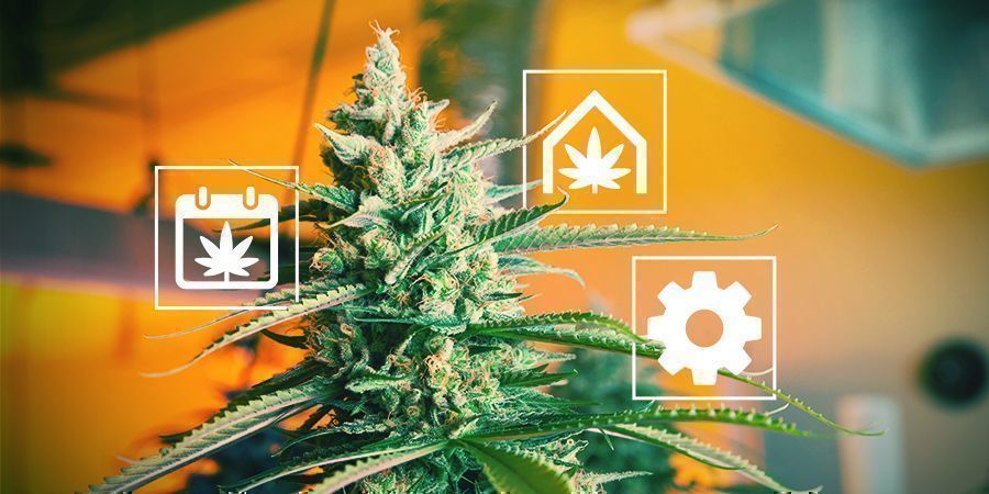 Tipps Für Den Cannabisanbau Im Vereinigten Königreich