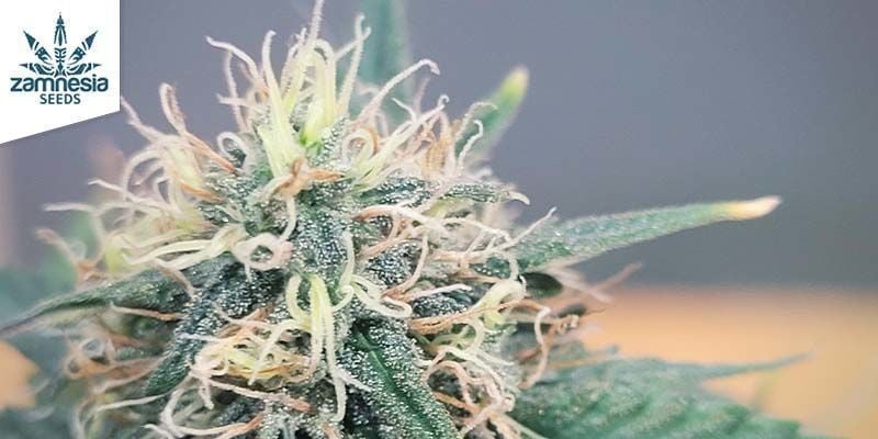 Diesel Automatic (Zamnesia Seeds)