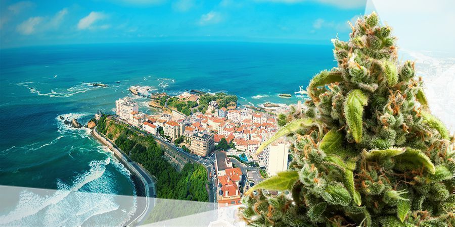 DIE BESTEN CANNABISSORTEN FÜR DEN ATLANTIKRAUM