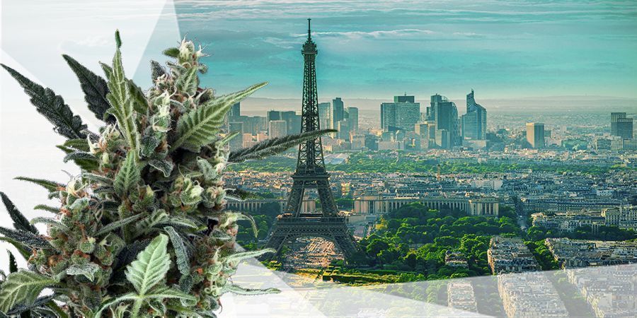 DIE BESTEN CANNABISSORTEN FÜR DIE GEMÄẞIGTE KLIMAZONE