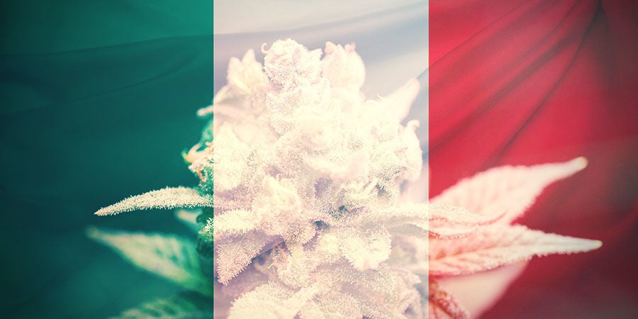 DIE WAHL DER RICHTIGEN CANNABISSORTE IN ITALIEN