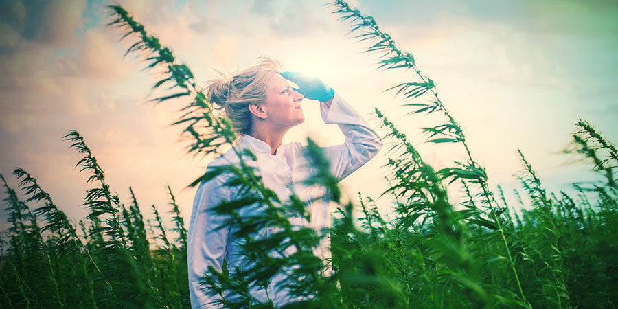 TIPPS FÜR DEN CANNABISANBAU IN ITALIEN