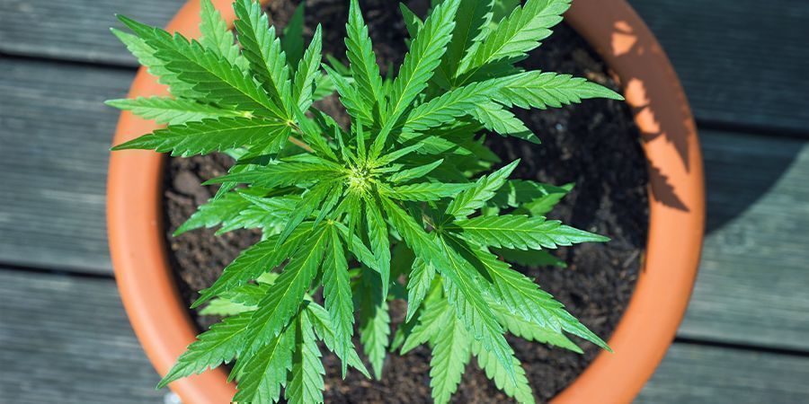 Beginne Noch Heute Mit Dem Anbau Von CBD-Reichen Cannabissorten