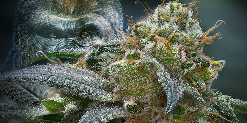 Gorilla Glue Cannabis