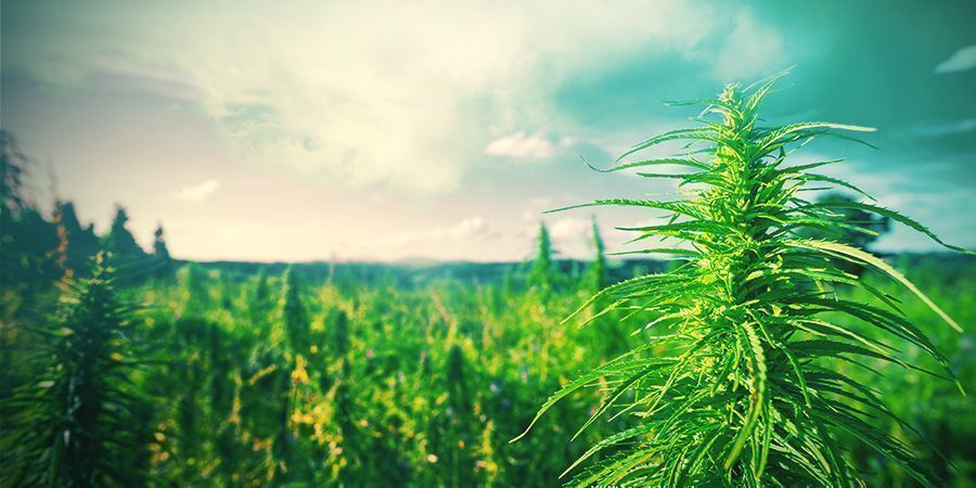 Tipps Für Den Anbau Von Cannabis In Den Niederlanden