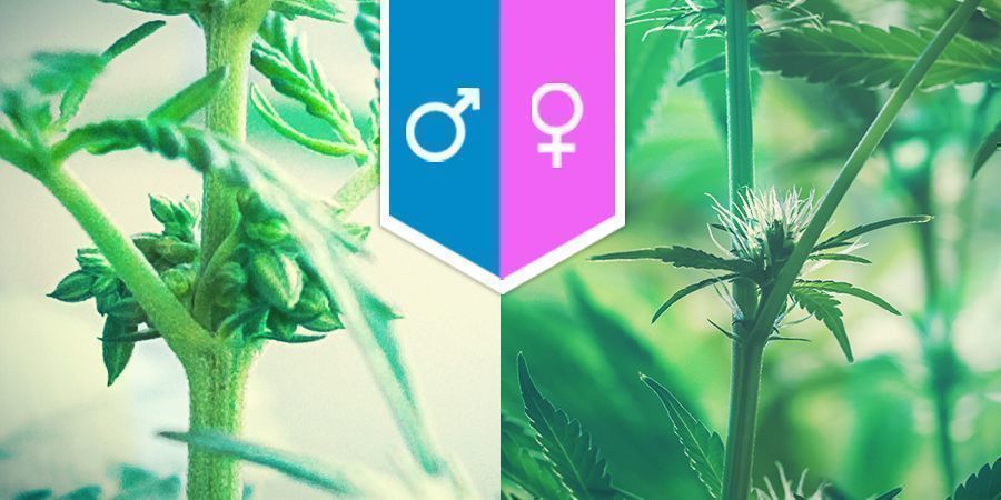 Die Sexualität Von Cannabis