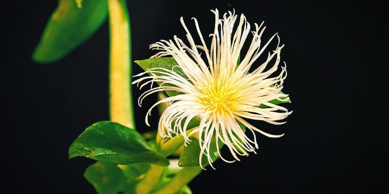 Kanna (Sceletium tortuosum)