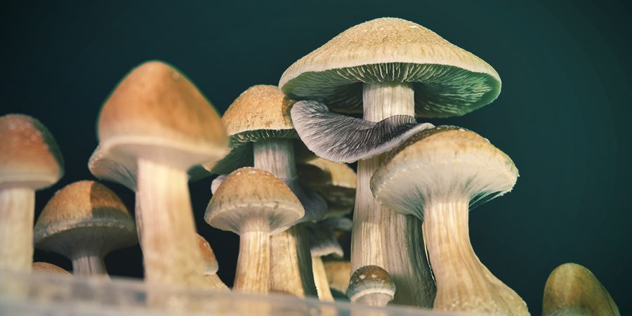 Wie Sicher Ist Psilocybin?