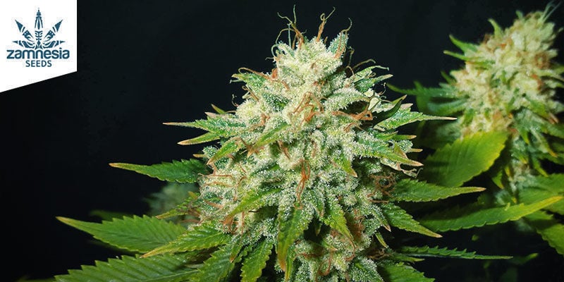 Choco Haze (Zamnesia Seeds) Feminisiert