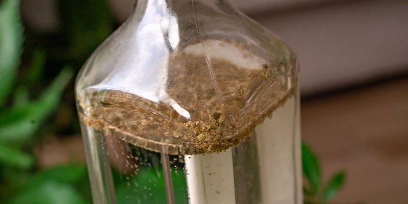 Gib Das Zerkleinerte Pflanzenmaterial Nun In Deine Flasche Gin